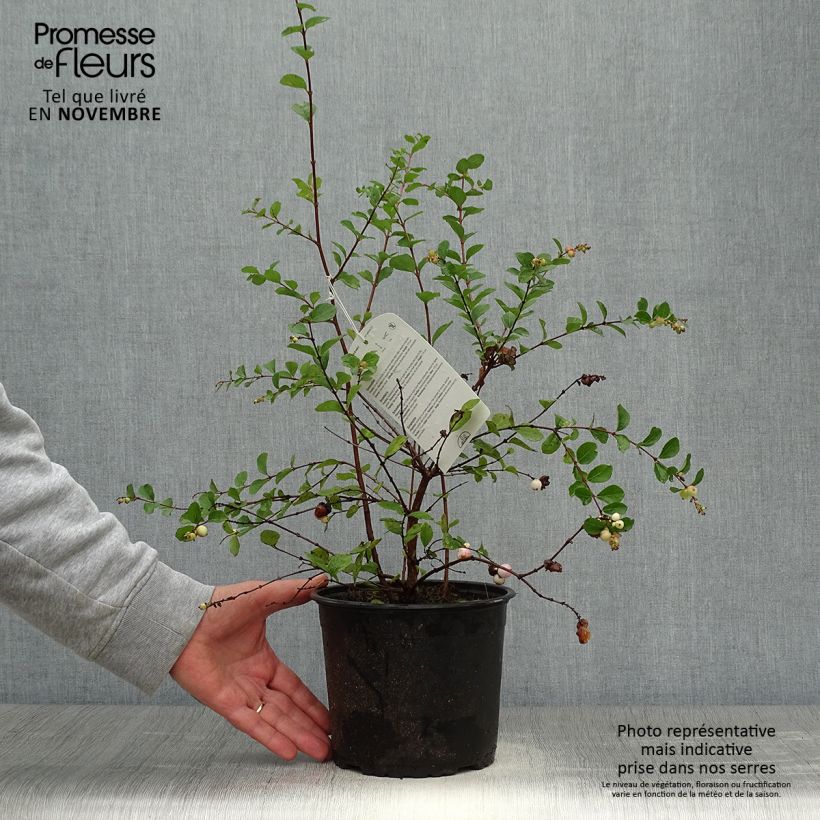 Ejemplar de Symphoricarpos Mother Of Pearl - Baya de coral Maceta 2L/3L entregado en otoño