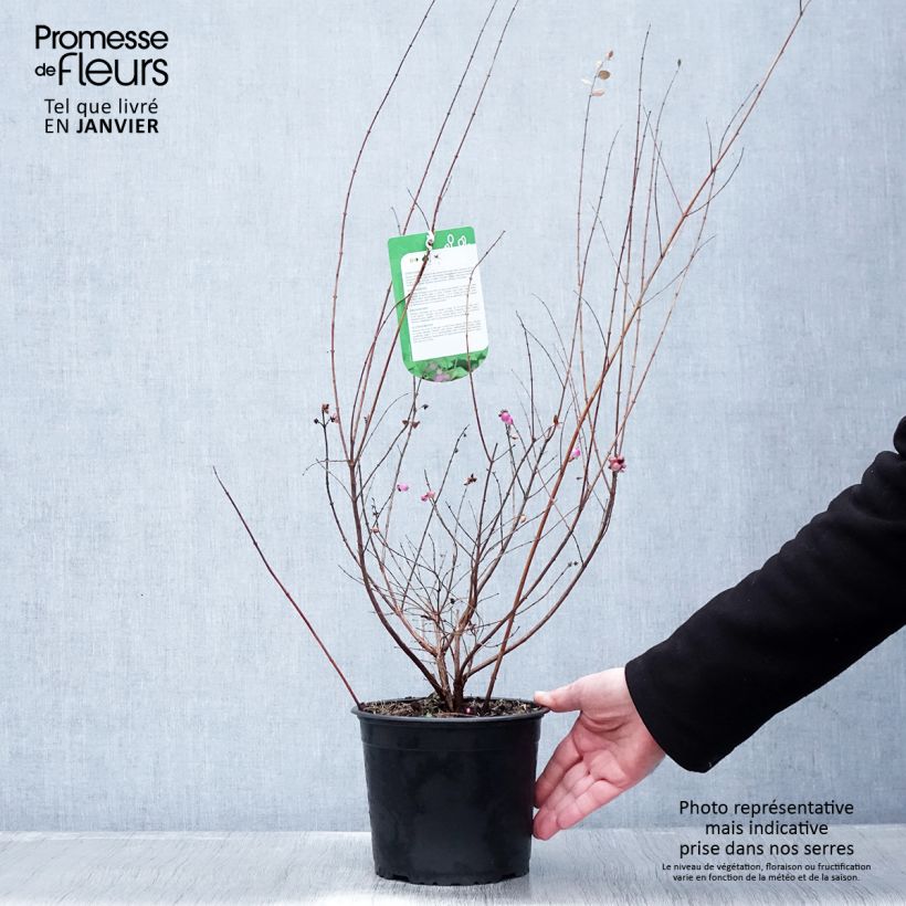 Symphoricarpos Magic Berry - Baya de coral Maceta 2L/3L Ejemplar entregado en invierno