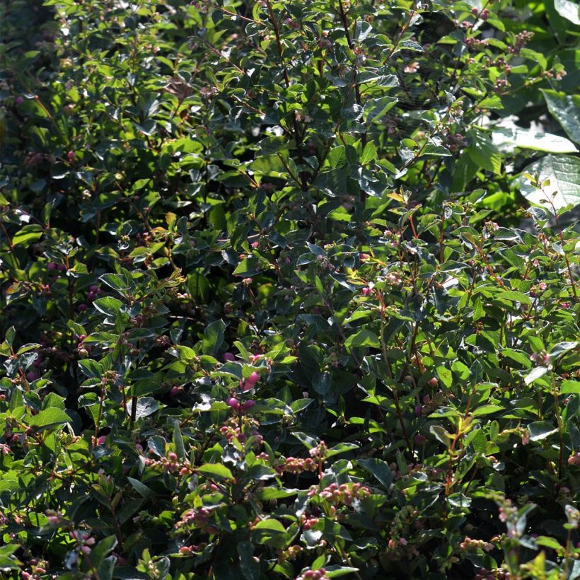 Symphoricarpos Magical Candy - Baya de coral (Follaje)