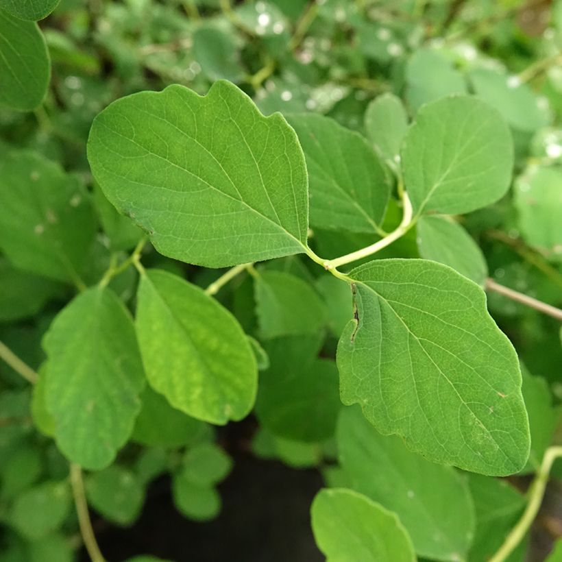 Symphoricarpos White Hedge - Baya de coral (Follaje)