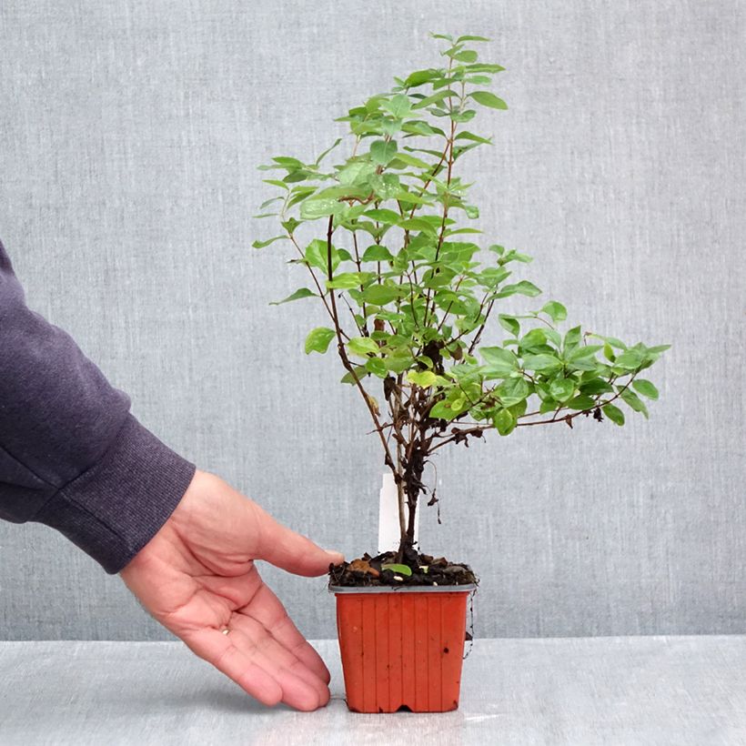 Ejemplar de Symphoricarpos White Hedge - Baya de coral Maceta de 8/9 cm entregado en otoño