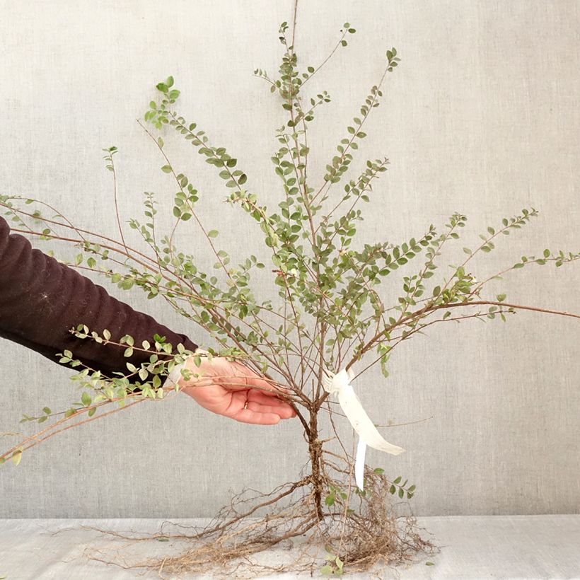 Symphoricarpos White Hedge - Baya de coral Raíces desnudas Ejemplar entregado en invierno