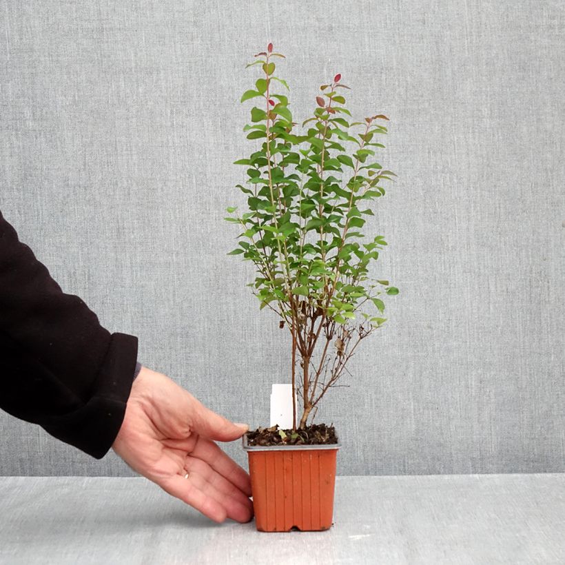 Ejemplar de Symphoricarpos Magical Berry Christmas - Baya de coral Maceta de 8/9 cm entregado en otoño
