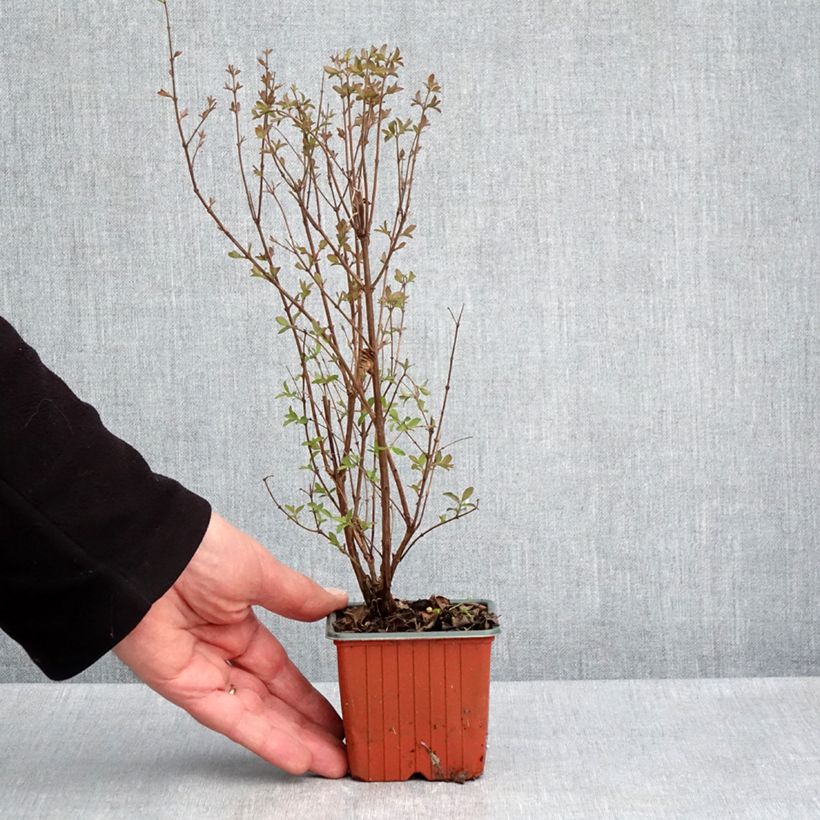 Symphoricarpos Magical Berry Christmas - Baya de coral Maceta de 8/9 cm Ejemplar entregado en la primavera