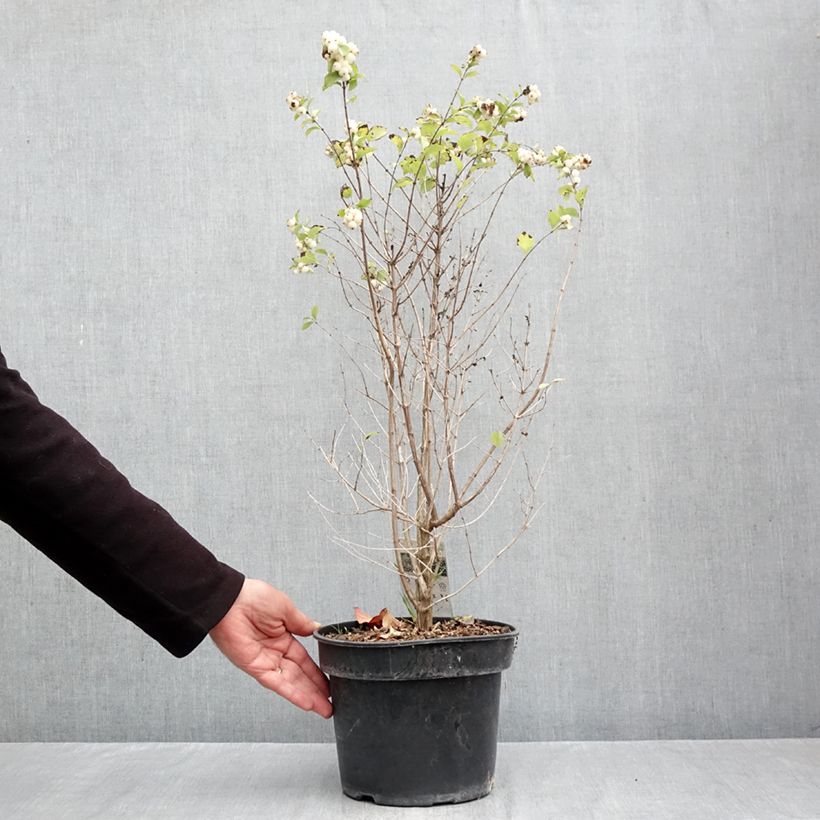 Ejemplar de Symphoricarpos Symphony Rave - Baya de coral Maceta 4L/5L entregado en otoño