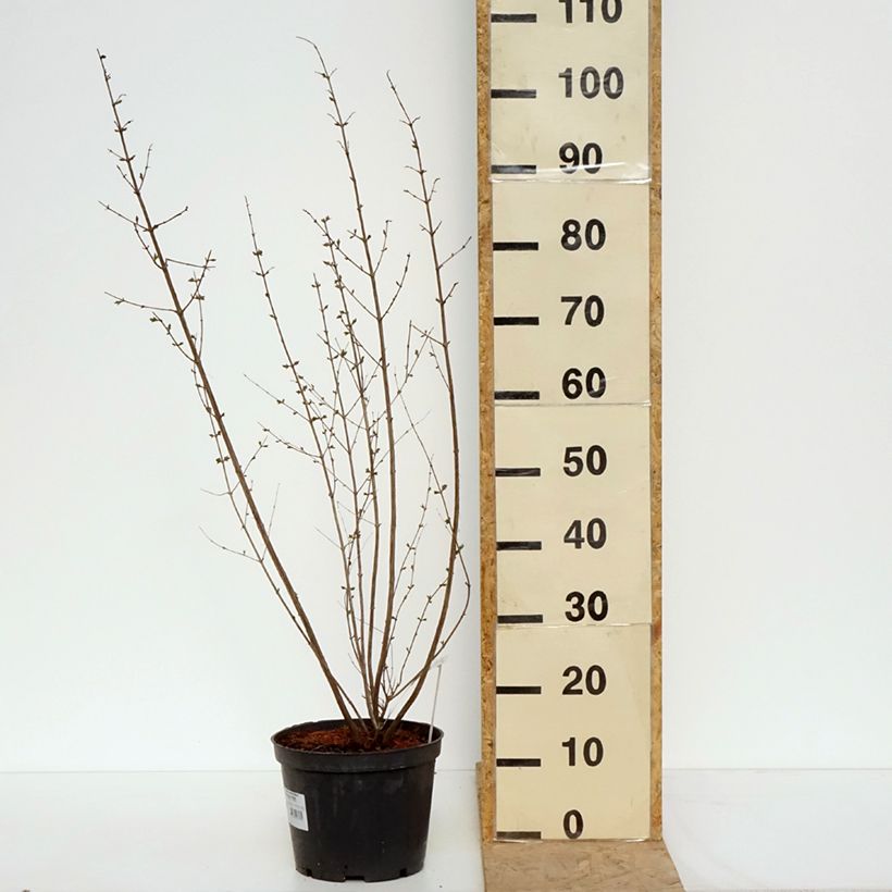 Symphoricarpos Symphony Rave - Baya de coral Maceta 4L/5L Ejemplar entregado en la primavera