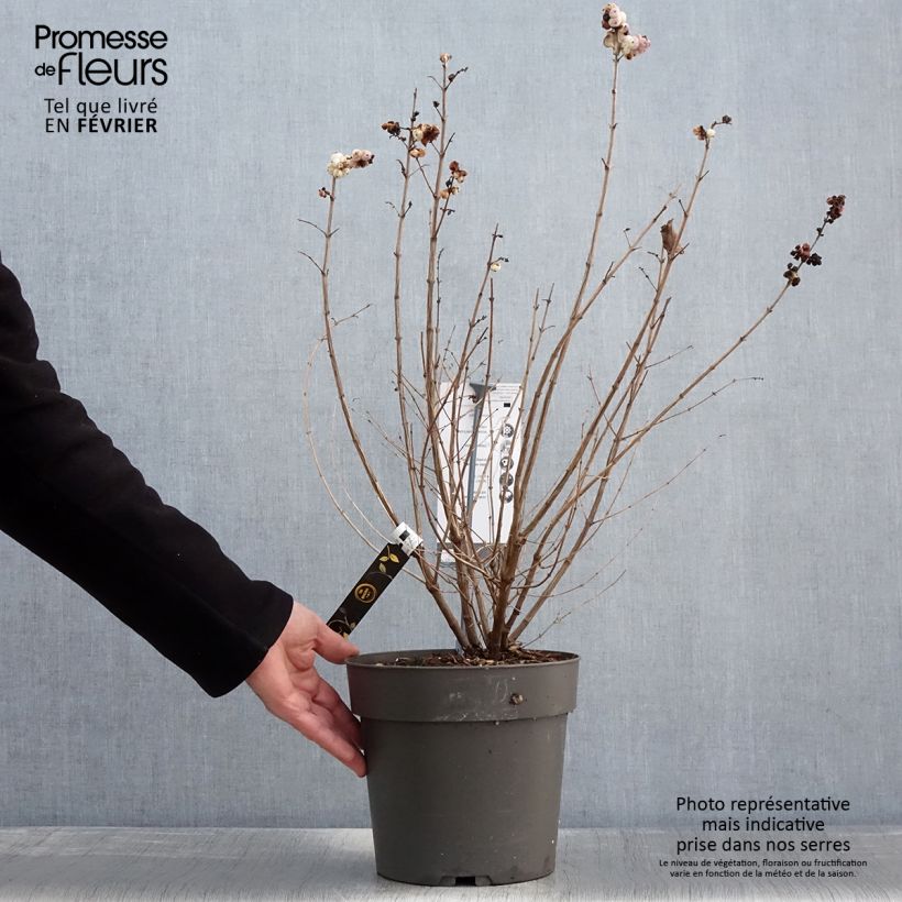 Symphoricarpos Symphony Rave - Baya de coral Maceta 4L/5L Ejemplar entregado en invierno