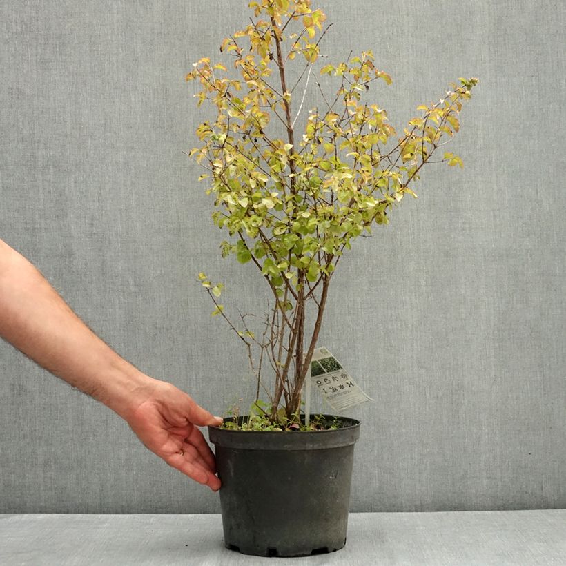 Ejemplar de Symphoricarpos Symphony Rock - Baya de coral Maceta 4L/5L entregado en verano