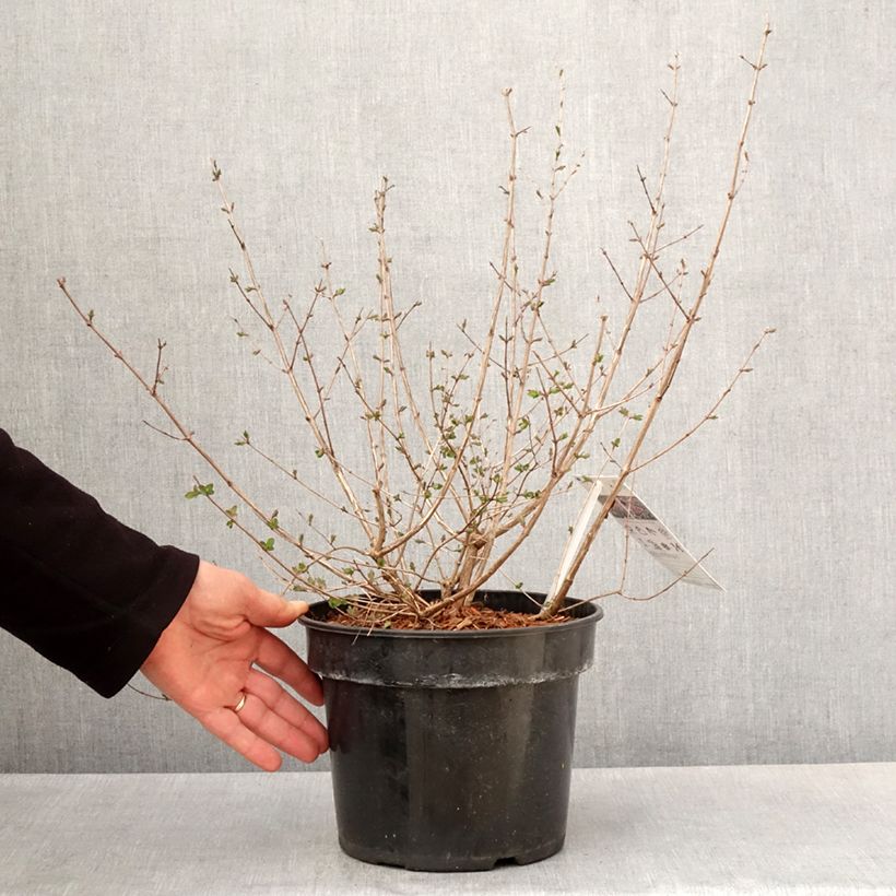 Symphoricarpos Symphony Rumble - Baya de coral Maceta 6L/7L Ejemplar entregado en la primavera