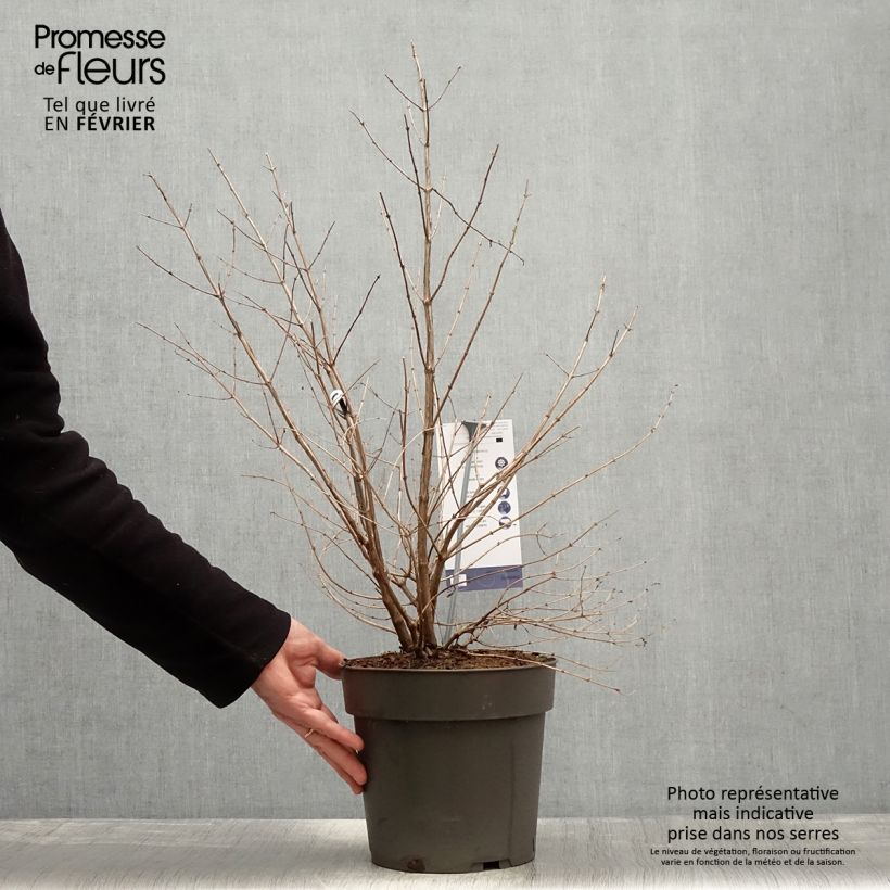 Symphoricarpos Symphony Rumble - Baya de coral Maceta 6L/7L Ejemplar entregado en invierno