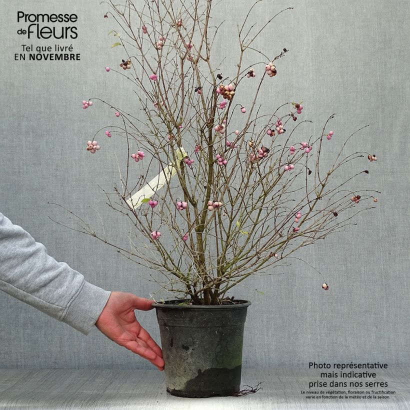 Ejemplar de Symphoricarpos Magical Sweet - Baya de coral Maceta 4L/5L entregado en otoño