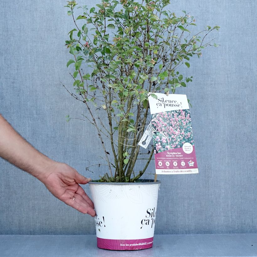 Ejemplar de Symphoricarpos Magical Sweet - Baya de coral Maceta 4L/5L entregado en verano