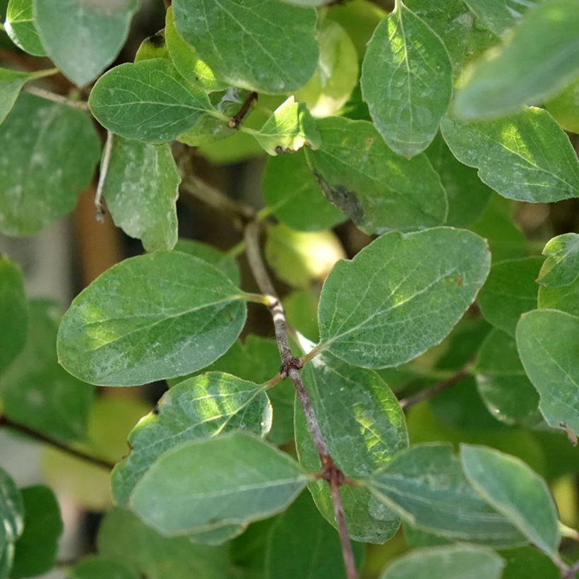 Symphoricarpos Magical Sweet - Baya de coral (Follaje)