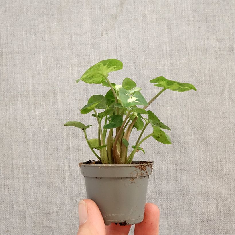 Syngonium Pixie miniplanta Ejemplar entregado en la primavera