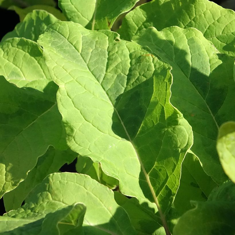 Lila aureovariegata - Syringa emodi (Follaje)