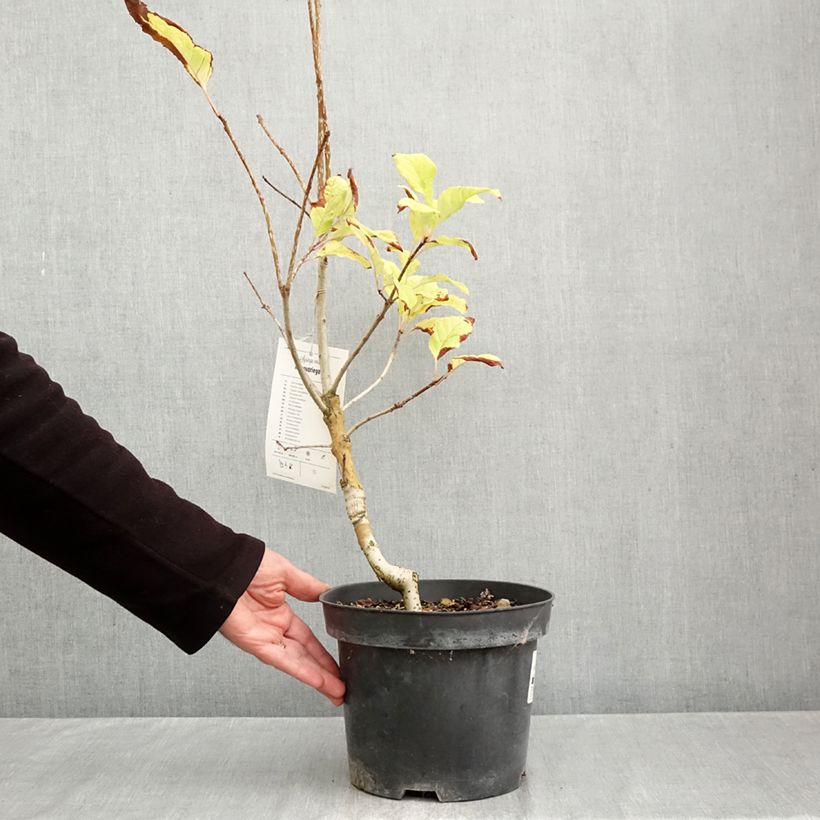 Ejemplar de Lila aureovariegata - Syringa emodi Maceta 4L/5L entregado en otoño