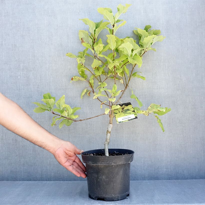 Ejemplar de Lila aureovariegata - Syringa emodi Maceta 4L/5L entregado en verano