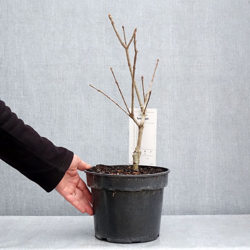 Lila aureovariegata - Syringa emodi Maceta 4L/5L Ejemplar entregado en la primavera