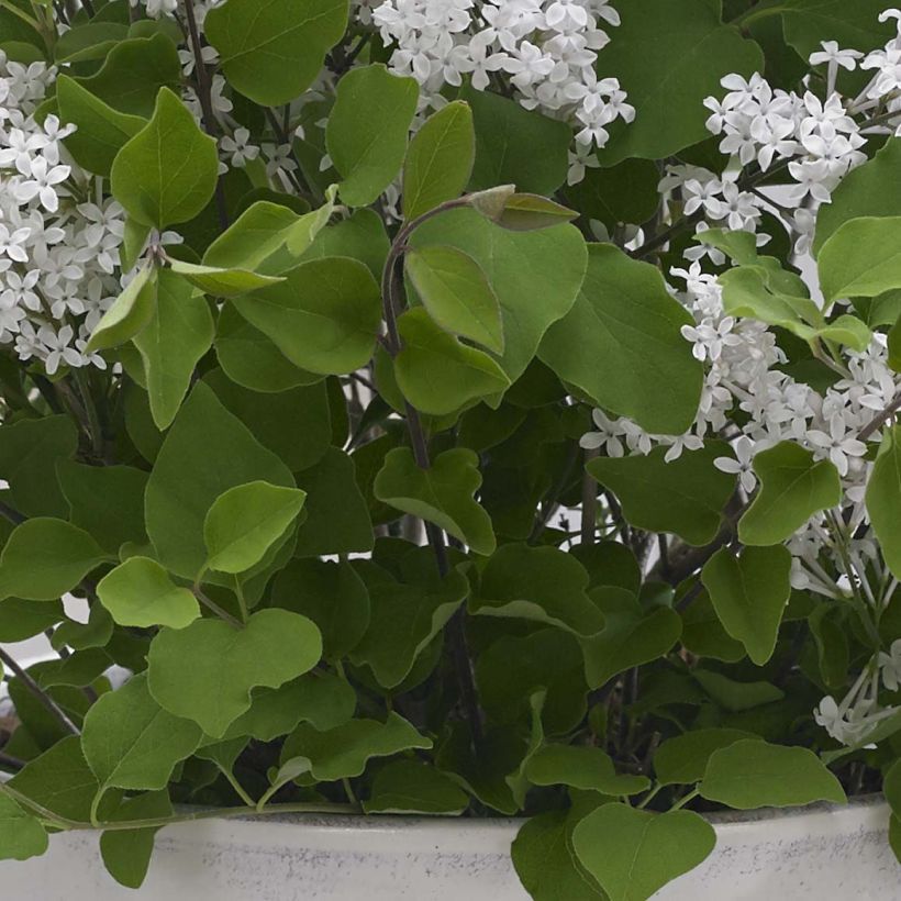 Lilo enano Flowerfesta White - Syringa meyeri (Follaje)