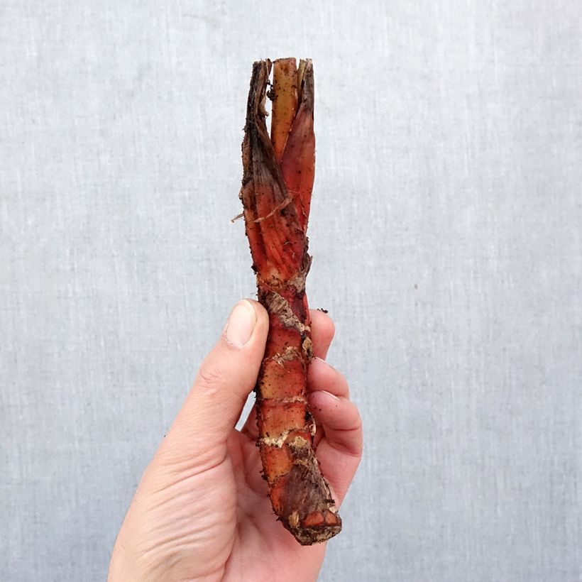 Tacca chantrieri - Planta murciélago Bulbo calibre I Ejemplar entregado en la primavera