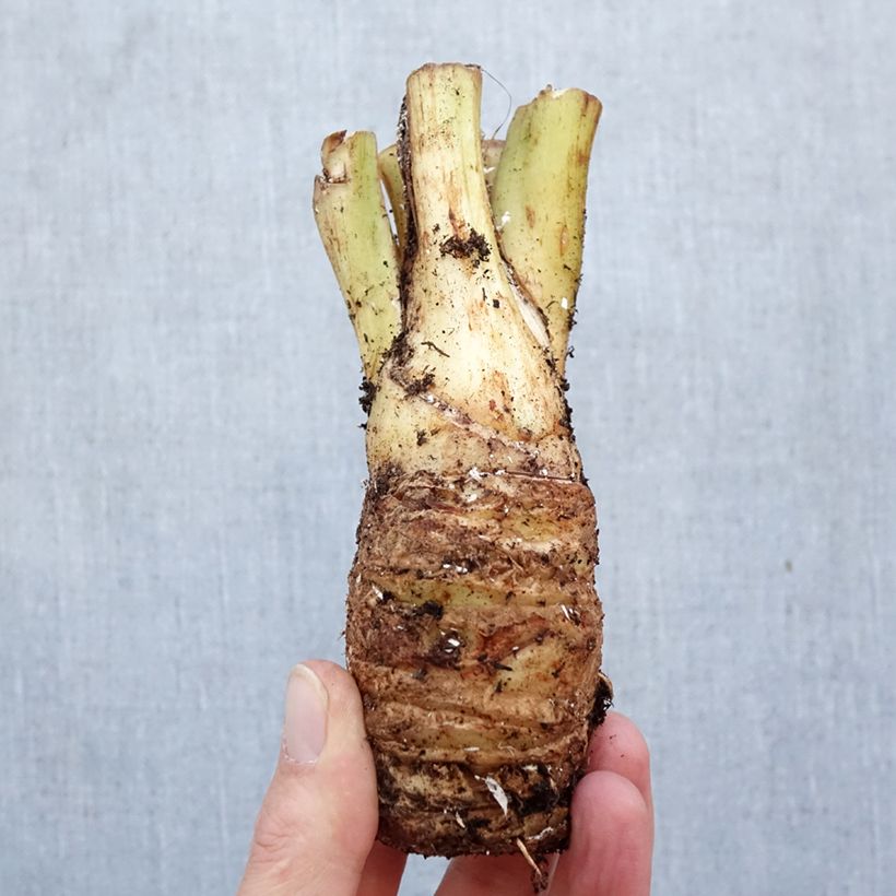 Tacca integrifolia Nivea - Flor murciélago blanca Bulbo calibre I Ejemplar entregado en la primavera