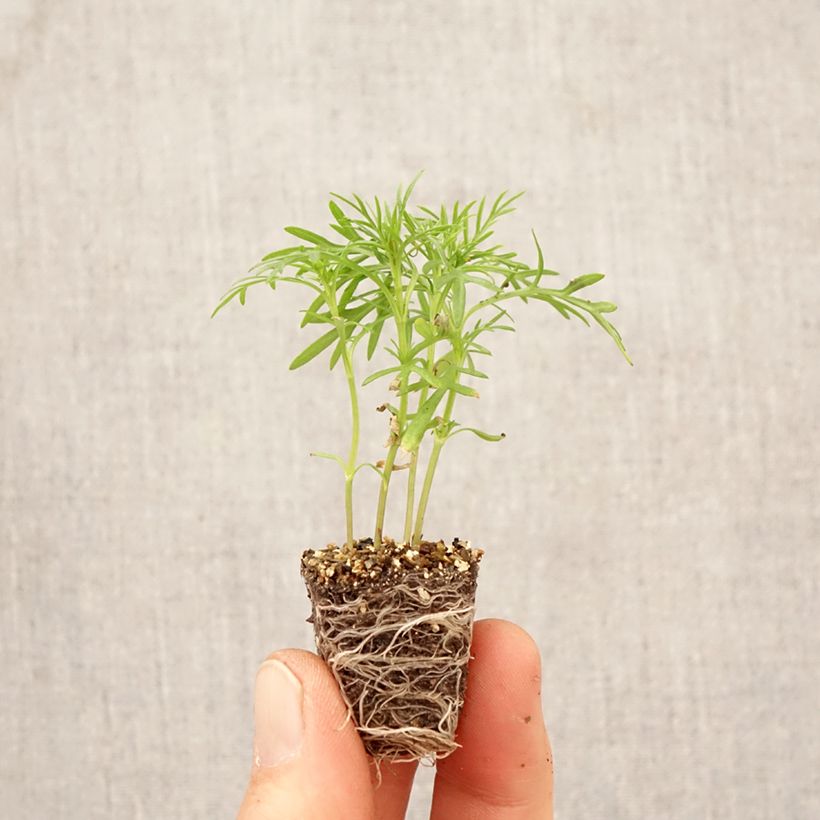 Tagetes filifolia (plantas) minicepellón: Ø 3/4 cm Ejemplar entregado en la primavera