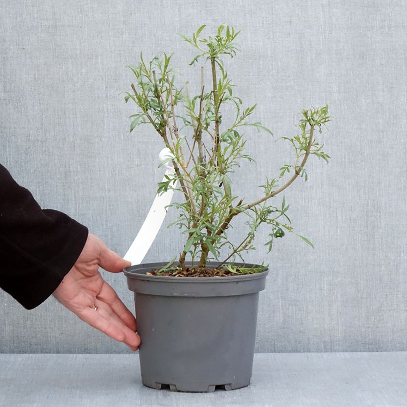 Tagetes lemmonii Maceta 3L/4L Ejemplar entregado en la primavera