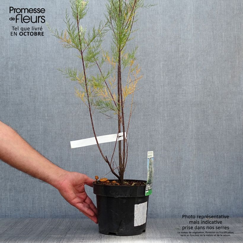 Ejemplar de Tamarix ramosissima Hulsdonk White - Taray catina Maceta 3L/4L entregado en otoño