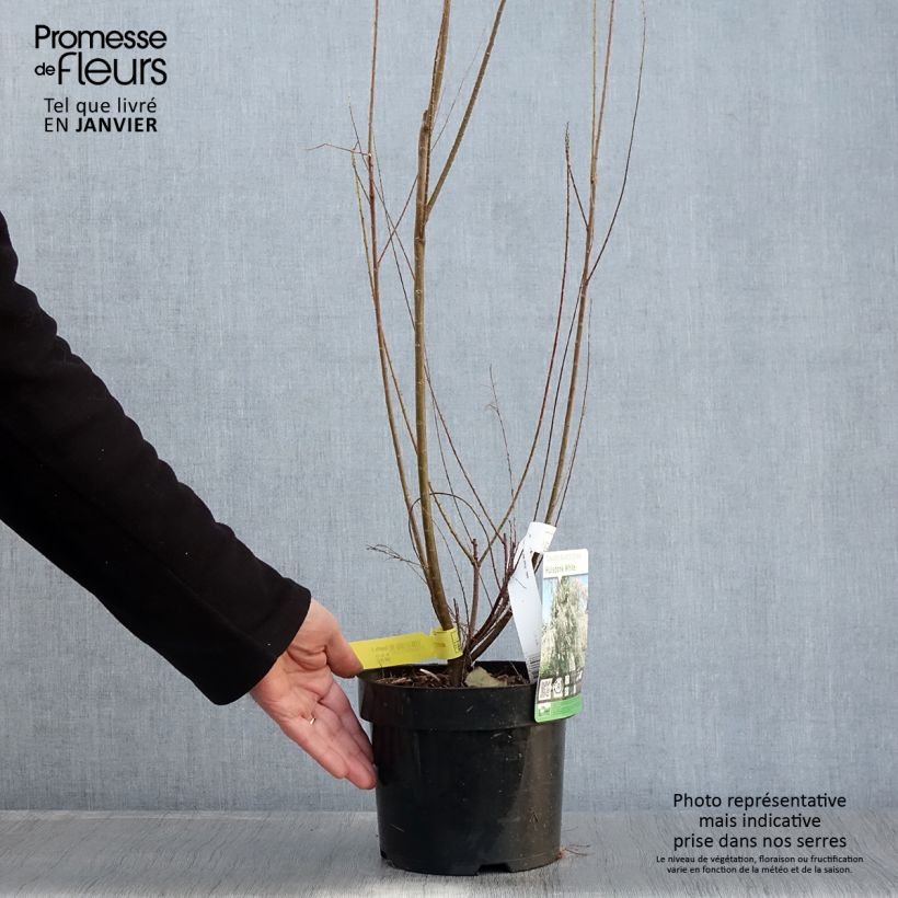 Tamarix ramosissima Hulsdonk White - Taray catina Maceta 3L/4L Ejemplar entregado en invierno