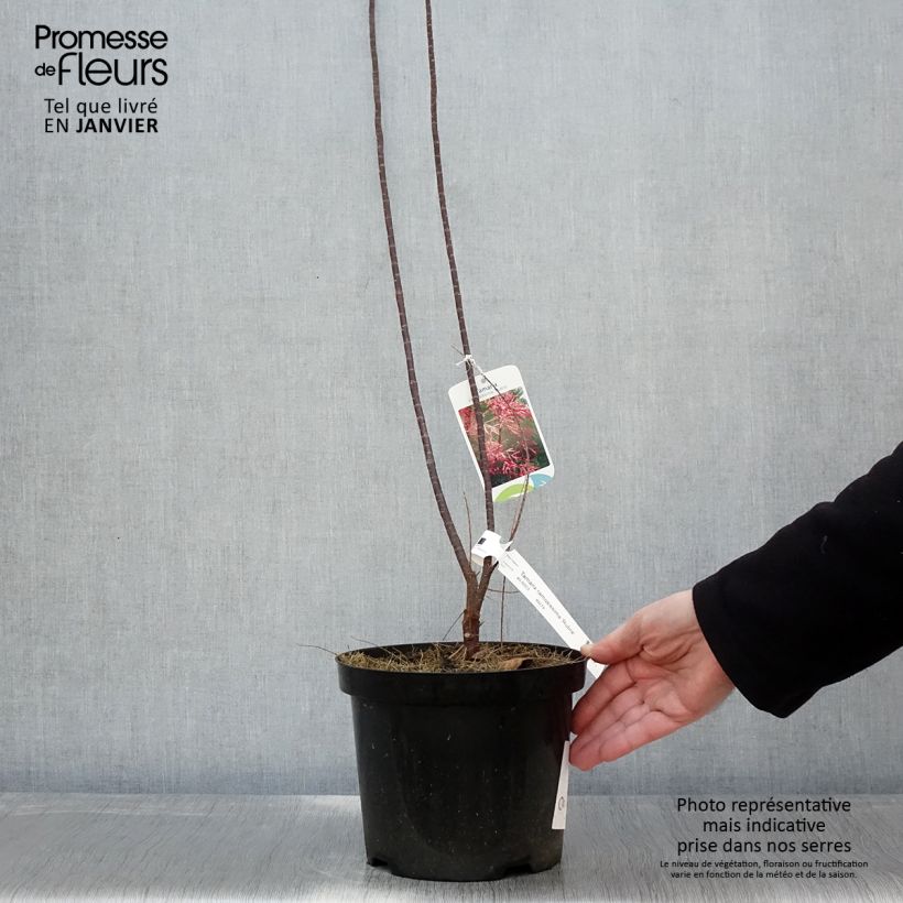 Tamarix ramosissima Rubra - Taray catina Maceta 3L/4L Ejemplar entregado en invierno