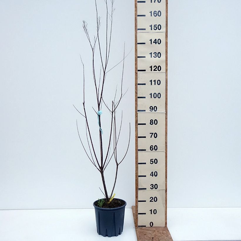 Ejemplar de Tamarix gallica - Taray Maceta 7,5L/10L entregado en otoño