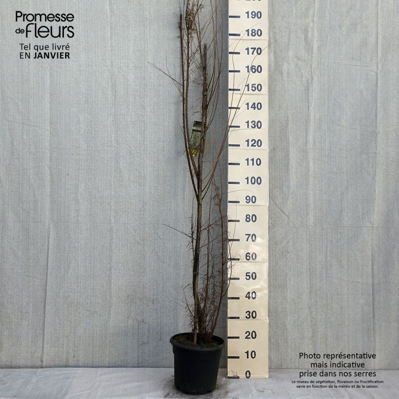 Tamarix gallica - Taray Maceta 7,5L/10L Ejemplar entregado en invierno