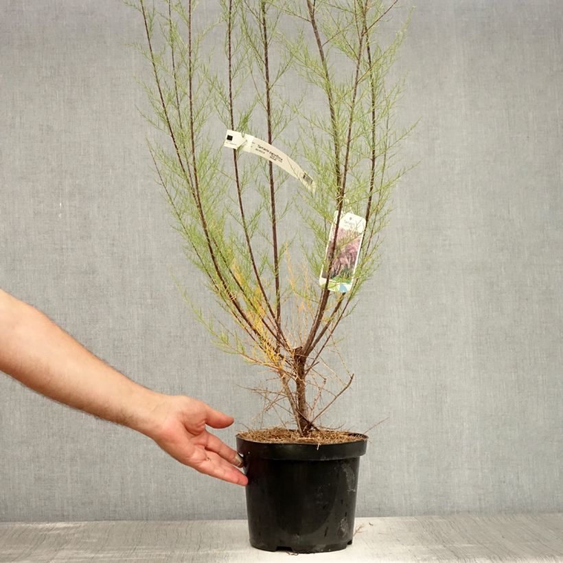 Ejemplar de Tamarix parviflora - Tamaris de printemps Pot de 3L/4L entregado en verano