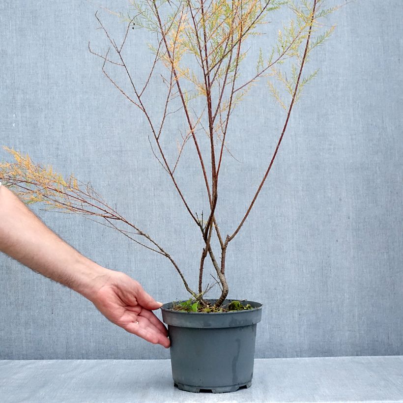 Ejemplar de Tamarix ramosissima Pink Cascade - Taray catina Maceta 2L/3L entregado en otoño