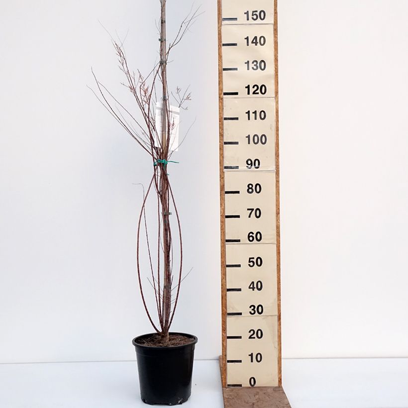 Tamarix ramosissima Pink Cascade - Taray catina Maceta 7,5L/10L Ejemplar entregado en invierno