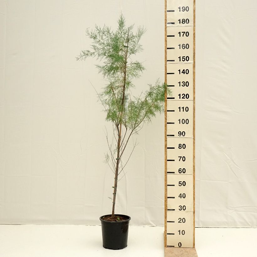 Tamarix ramosissima Pink Cascade - Taray catina Maceta 7,5L/10L Ejemplar entregado en la primavera