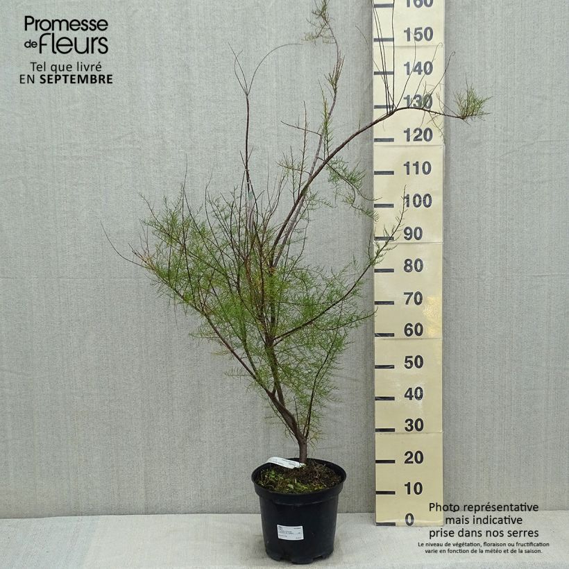Ejemplar de Tamarix tetrandra - Tamariz de primavera Maceta 4L/5L entregado en verano