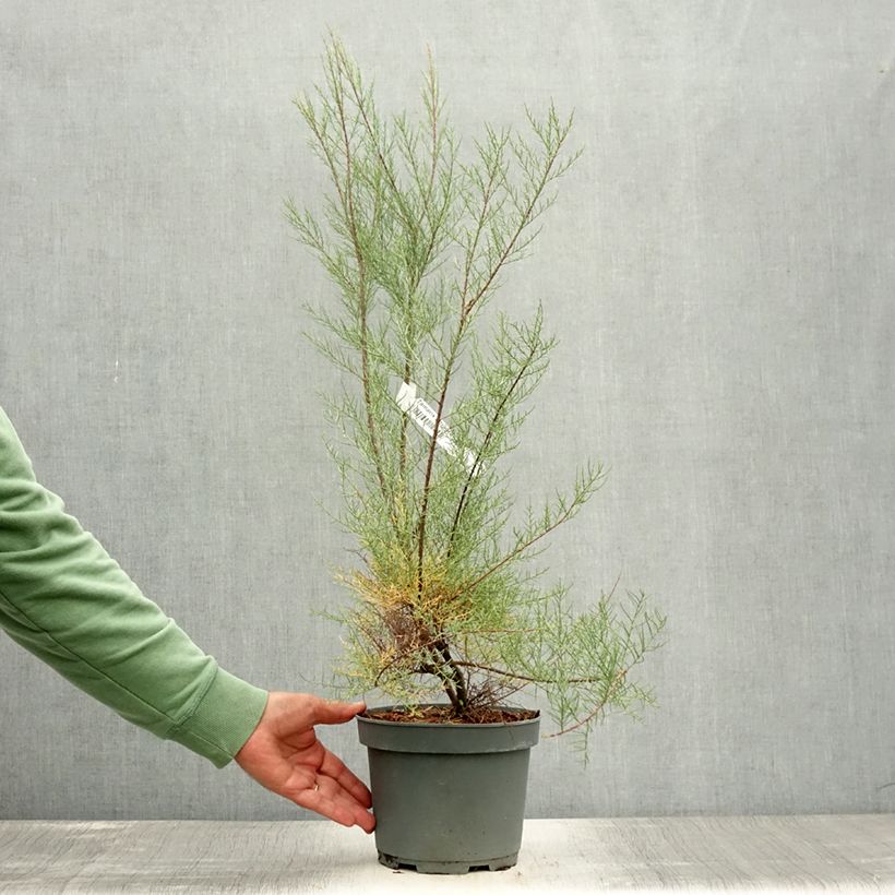 Ejemplar de Tamarix tetrandra - Tamariz de primavera Maceta 3L/4L entregado en verano