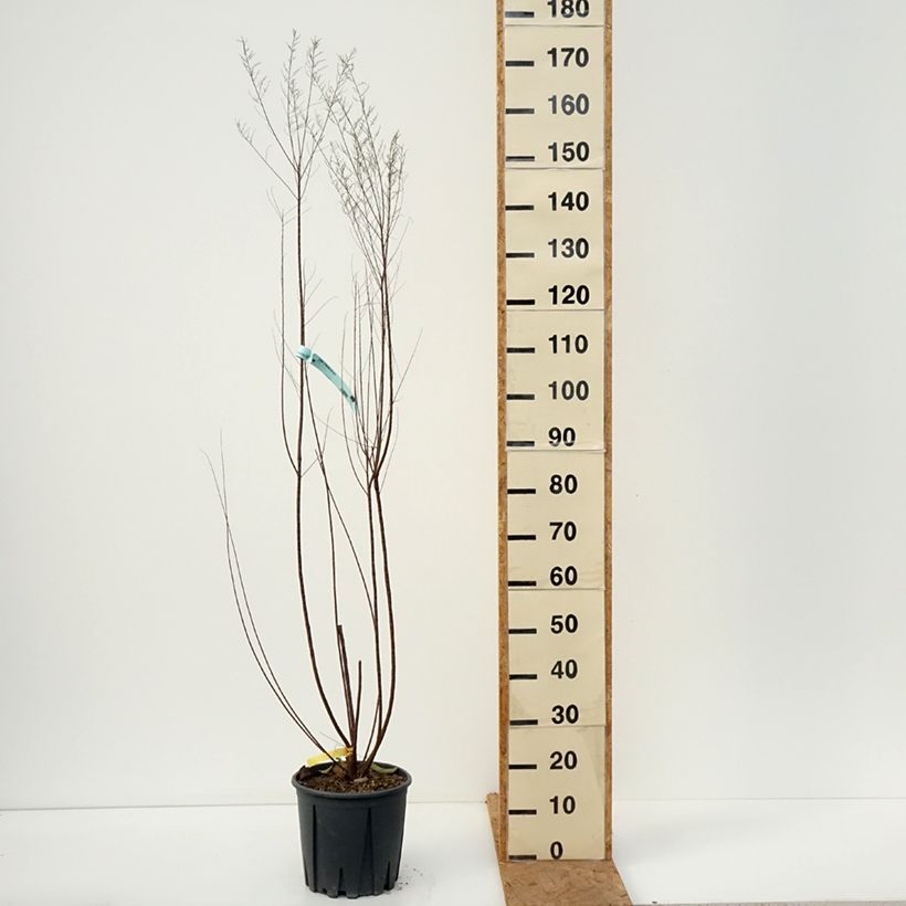 Ejemplar de Tamarix tetrandra - Tamariz de primavera Maceta 4L/5L entregado en otoño
