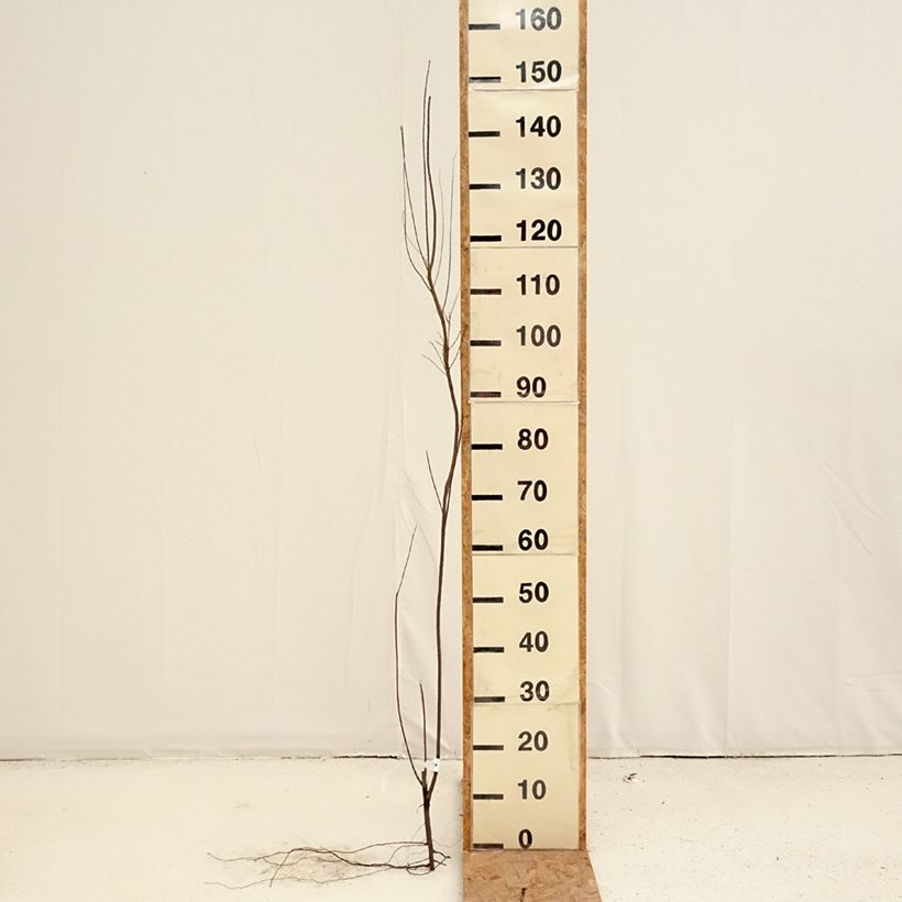 Tamarix tetrandra - Tamariz de primavera Raíces desnudas Ejemplar entregado en invierno