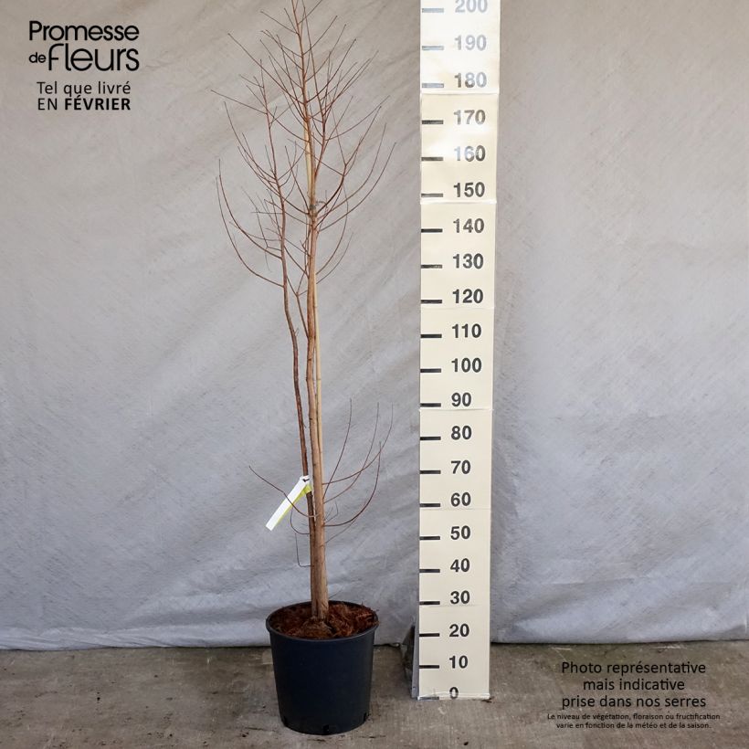 Taxodium distichum - Ciprés de los pantanos Maceta 7,5L/10L Ejemplar entregado en invierno