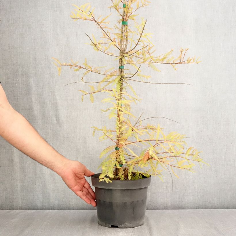 Ejemplar de Taxodium distichum - Ciprés de los pantanos Maceta 3L/4L entregado en otoño