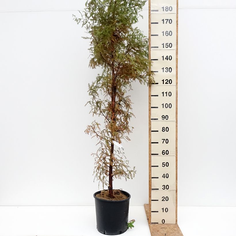 Ejemplar de Taxodium distichum - Ciprés de los pantanos Maceta 7,5L/10L entregado en otoño