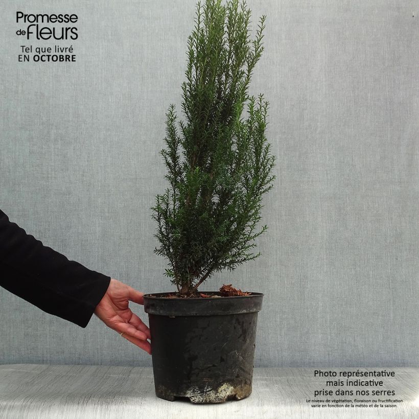 Ejemplar de Tejo - Taxus baccata Maceta 4L/5L entregado en otoño