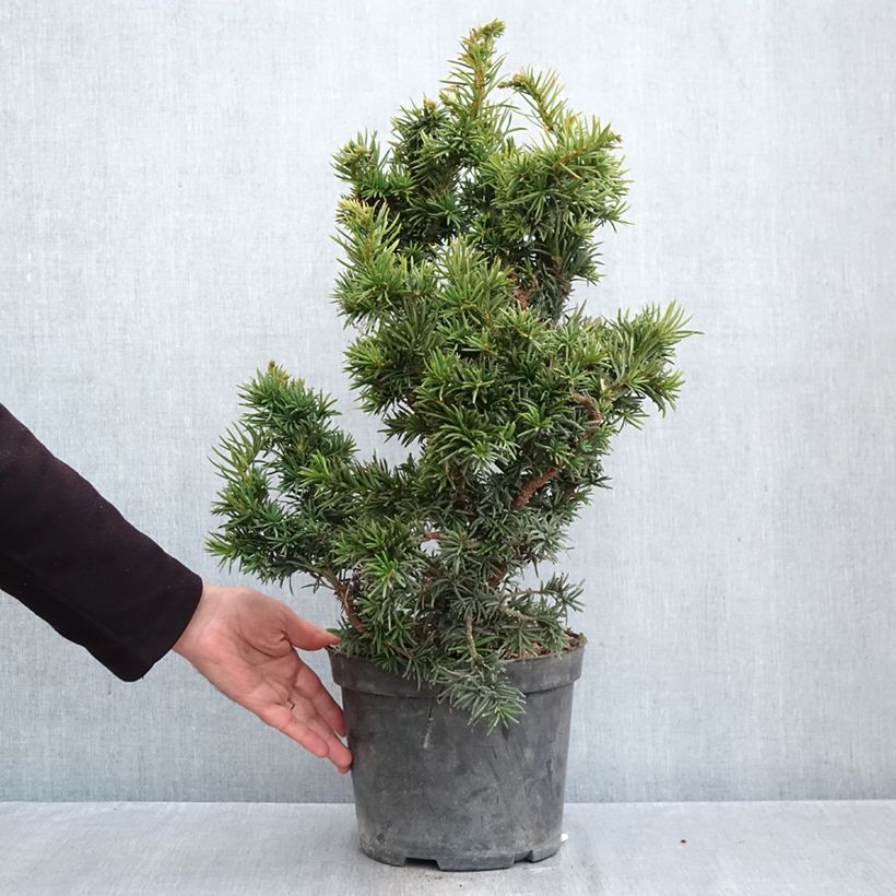 Ejemplar de Tejo - Taxus baccata Cristata Maceta 4L/5L entregado en otoño