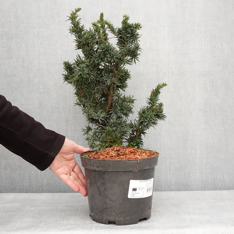Tejo - Taxus baccata Cristata Maceta 4L/5L Ejemplar entregado en invierno