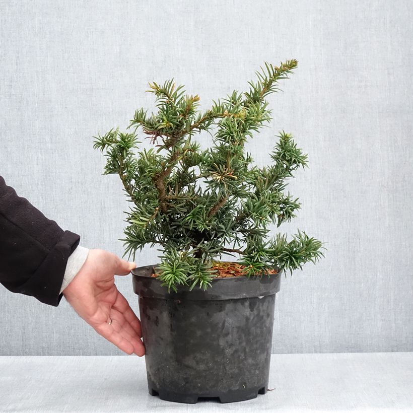 Tejo - Taxus baccata Cristata Maceta 4L/5L Ejemplar entregado en la primavera