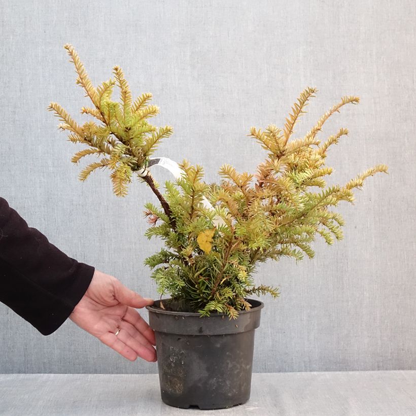 Ejemplar de Tejo Elegantissima - Taxus baccata Maceta 3L/4L entregado en otoño