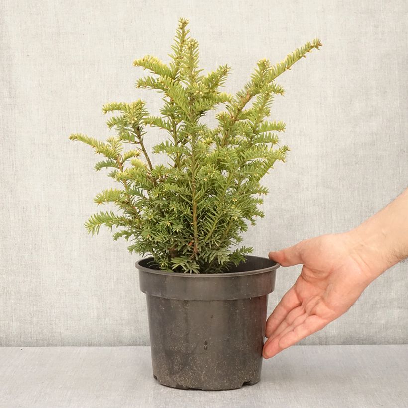 Tejo Elegantissima - Taxus baccata Maceta 3L/4L Ejemplar entregado en la primavera