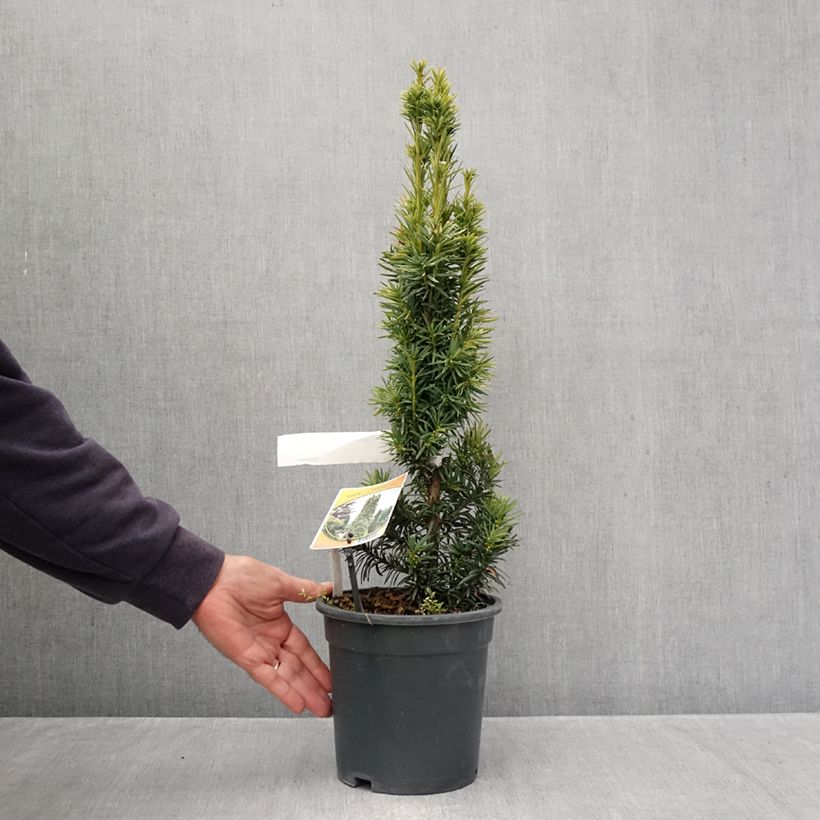 Ejemplar de Tejo Fastigiata Aurea - Taxus baccata Maceta 2L/3L entregado en otoño